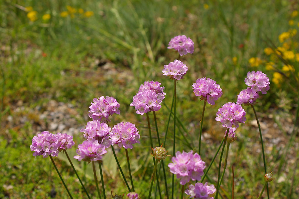 Armeria arenaria (=plantaginea) / Spillone lanceolato
